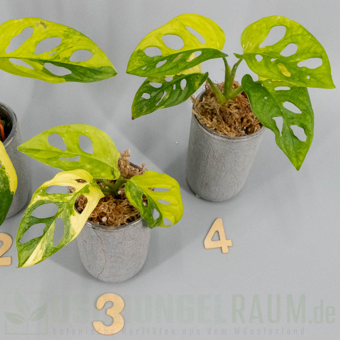 Monstera adansonii aurea