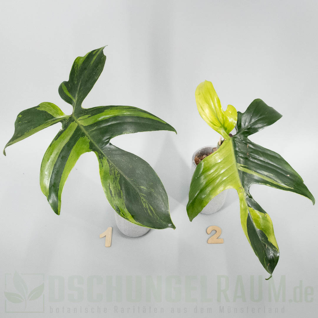 Philodendron Florida Beauty mint variegata