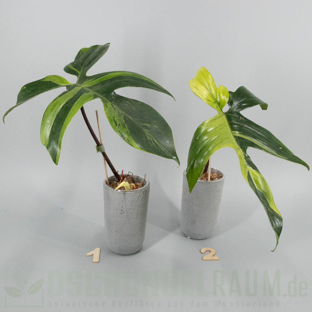 Philodendron Florida Beauty mint variegata