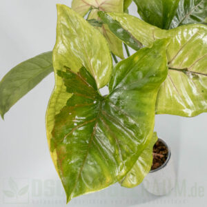 Syngonium brown lava