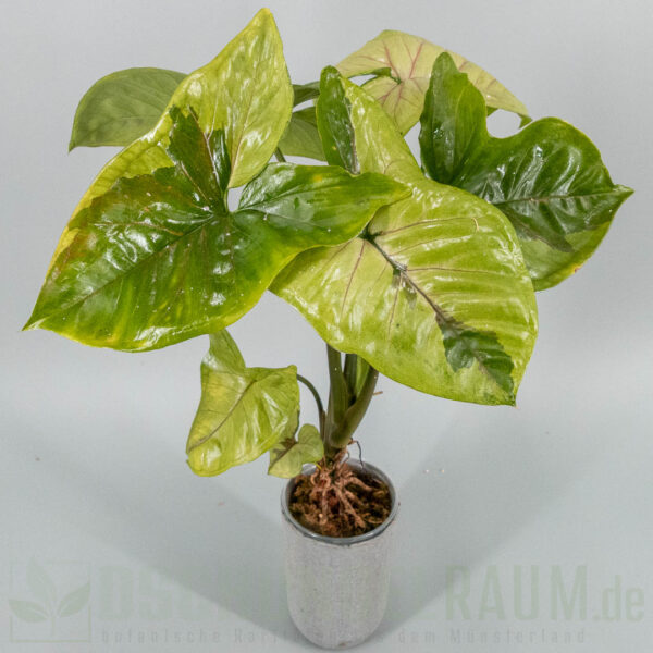 Syngonium brown lava