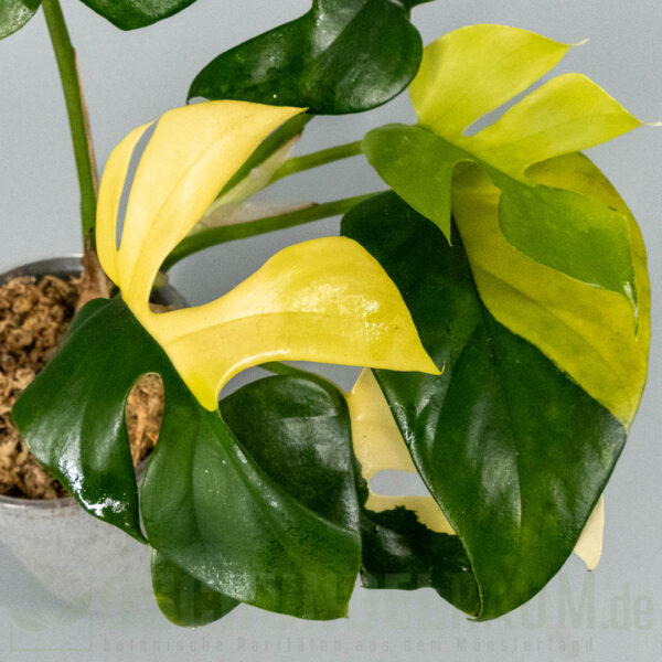 Rhaphidophora tetrasperma Marilyn