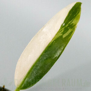 Philodendron wend imbe variegata
