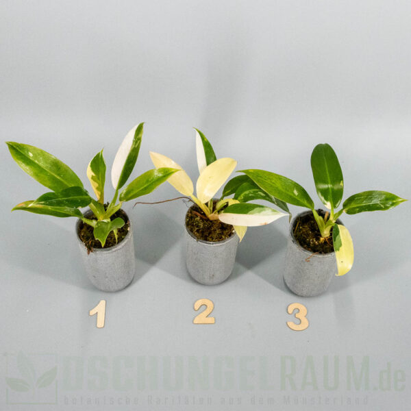 Philodendron wend imbe variegata