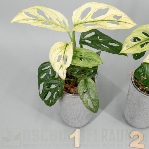 Monstera adansonii archipelago swedish ghost
