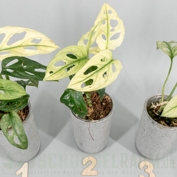 Monstera adansonii archipelago swedish ghost