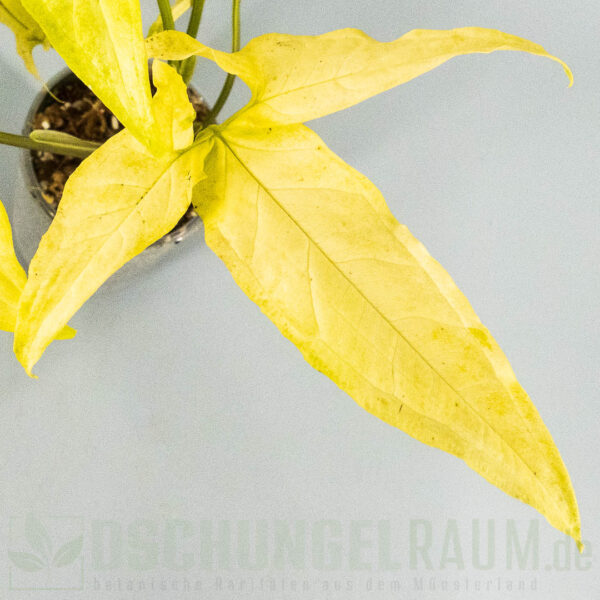 Syngonium angustatum lemon