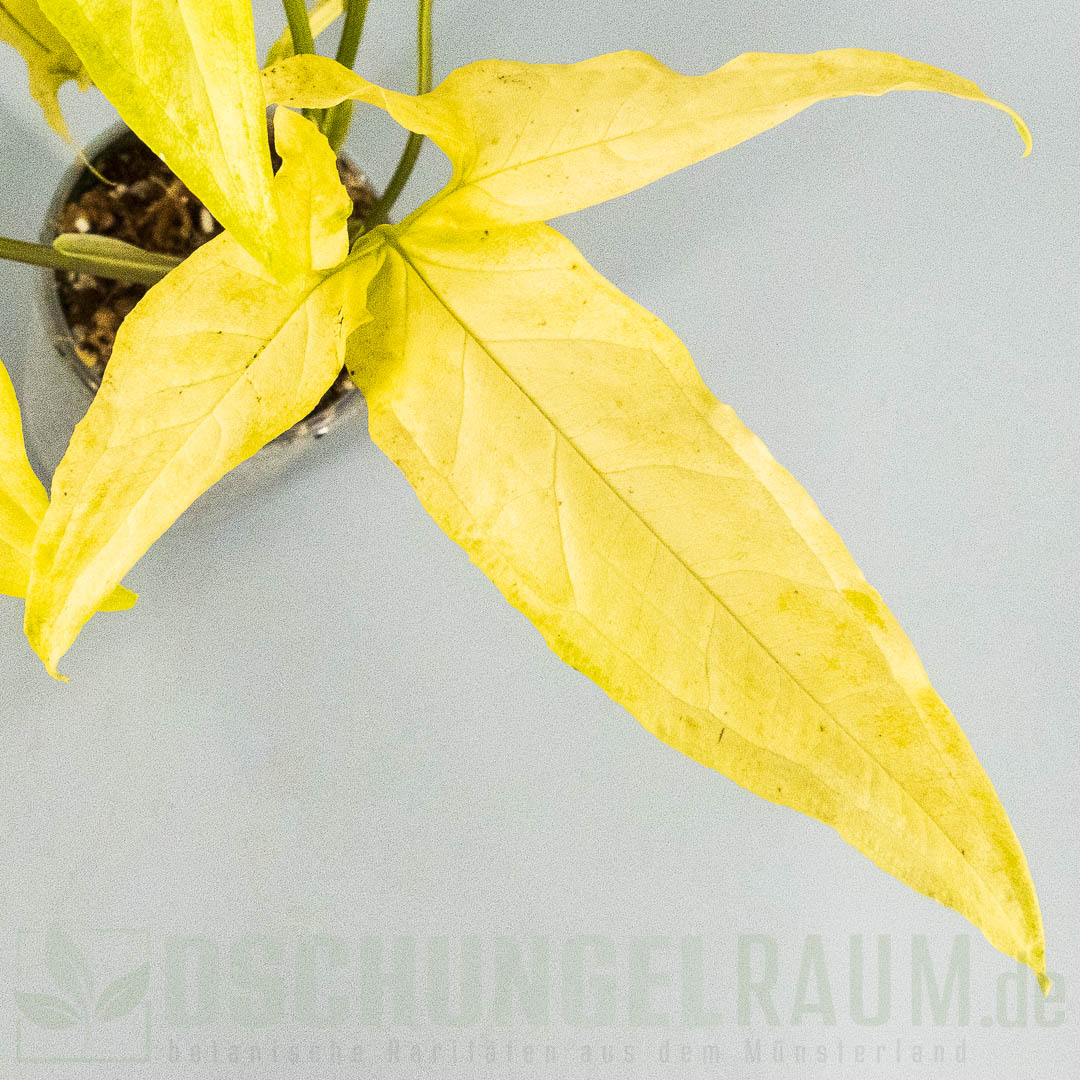 Syngonium angustatum lemon