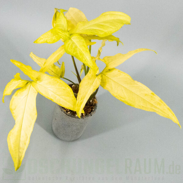 Syngonium angustatum lemon