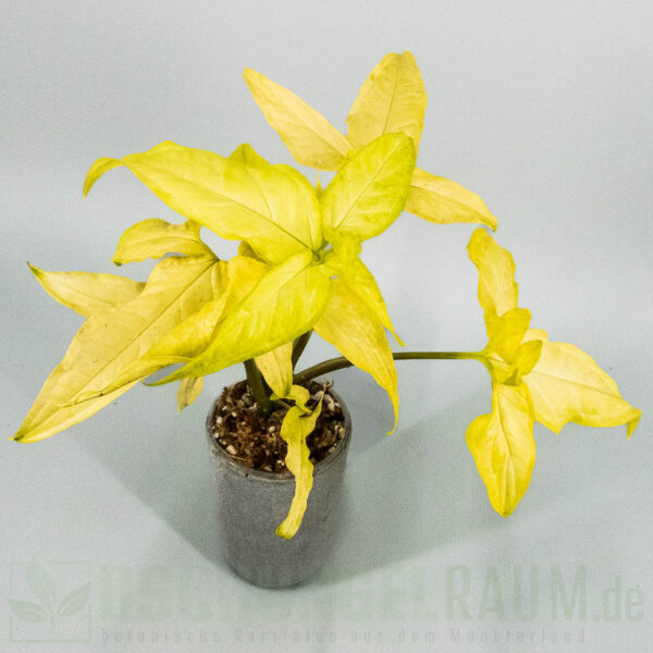 Syngonium angustatum lemon