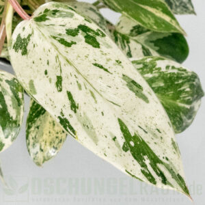 Philodendron emerald ice