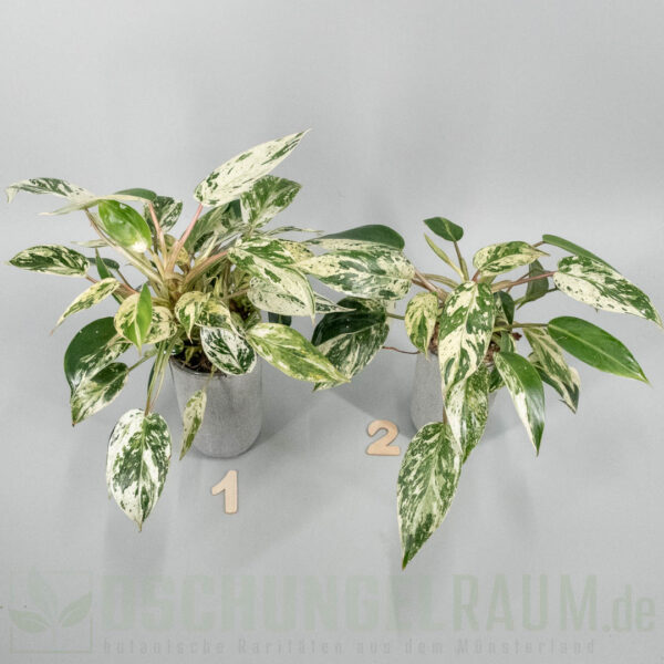 Philodendron emerald ice