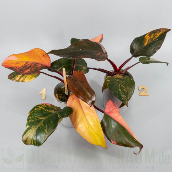 Philodendron princess of fire quad color