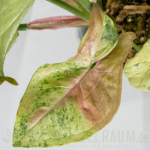 Syngonium milk confetti tricolor