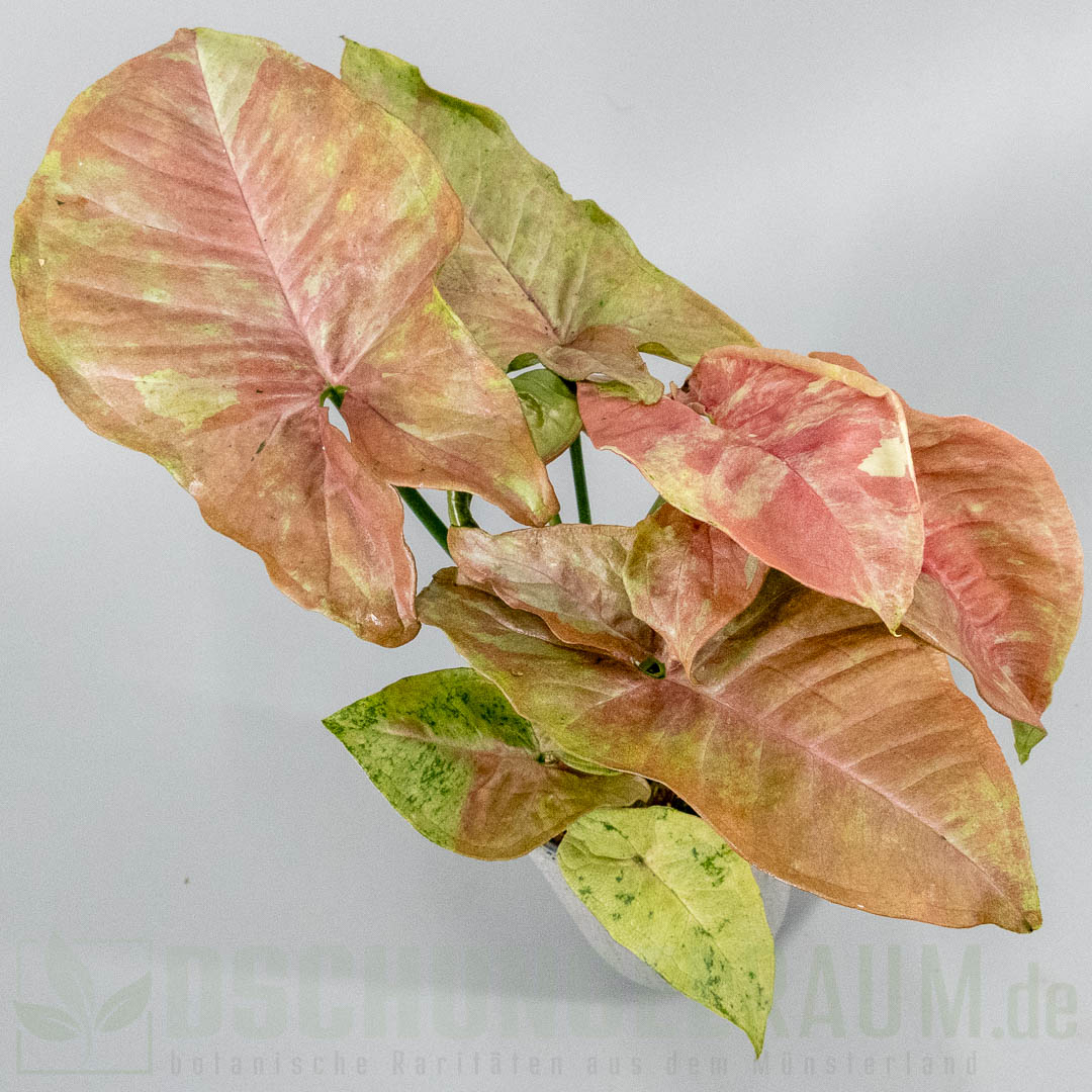 Syngonium milk confetti tricolor