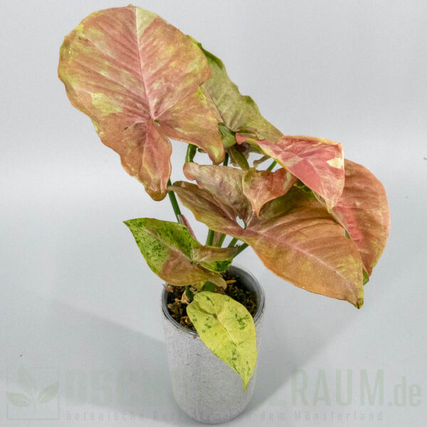 Syngonium milk confetti tricolor