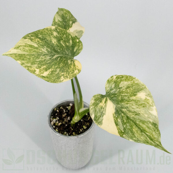 Monstera legacy
