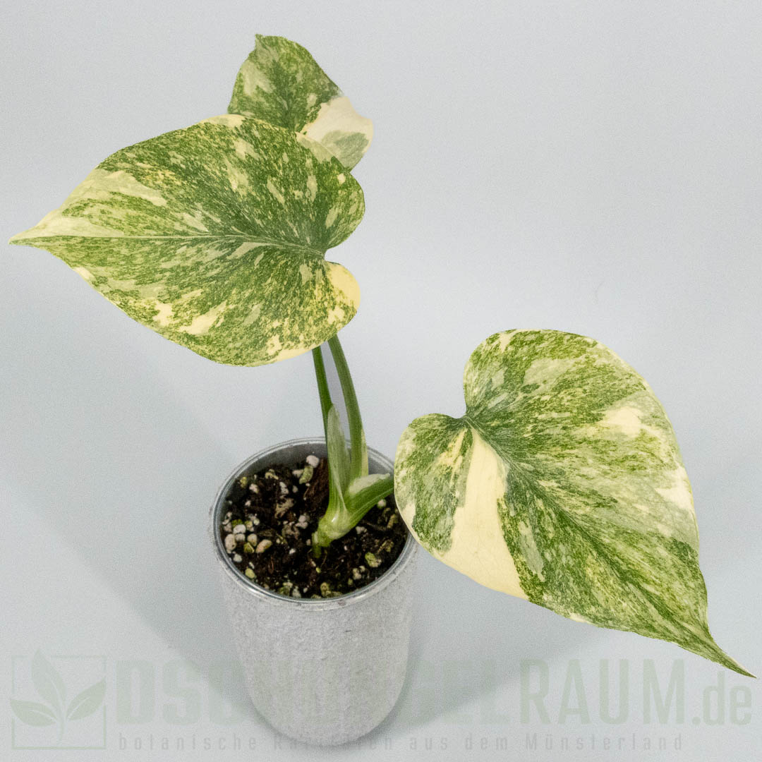 Monstera legacy