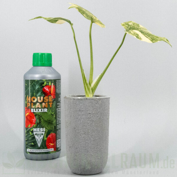 Monstera legacy
