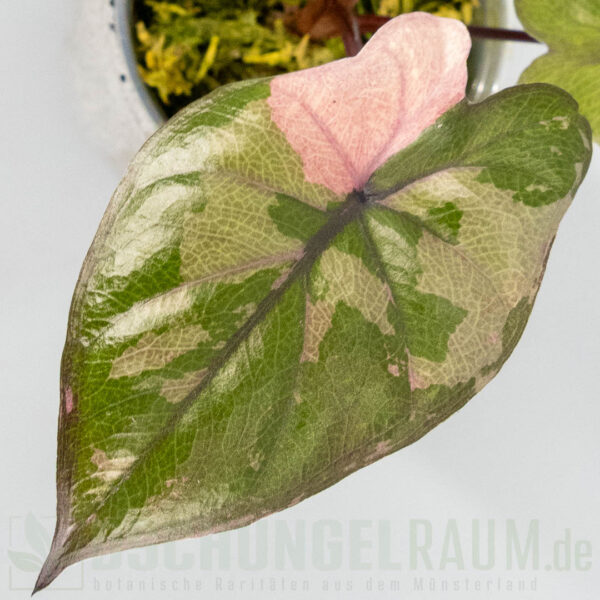 Alocasia serendipity pink variegata