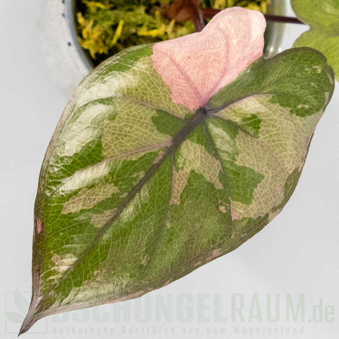 Alocasia serendipity pink variegata