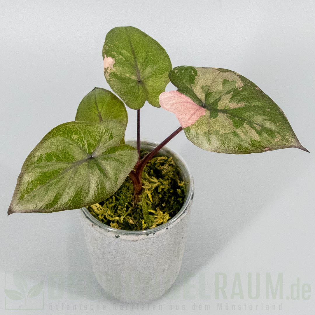 Alocasia serendipity pink variegata