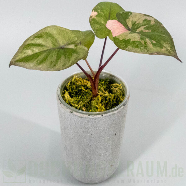 Alocasia serendipity pink variegata
