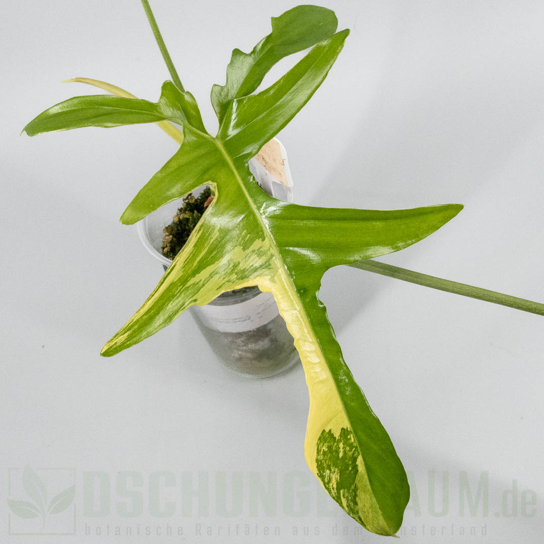 Philodendron pedatum Glad Hands variegata