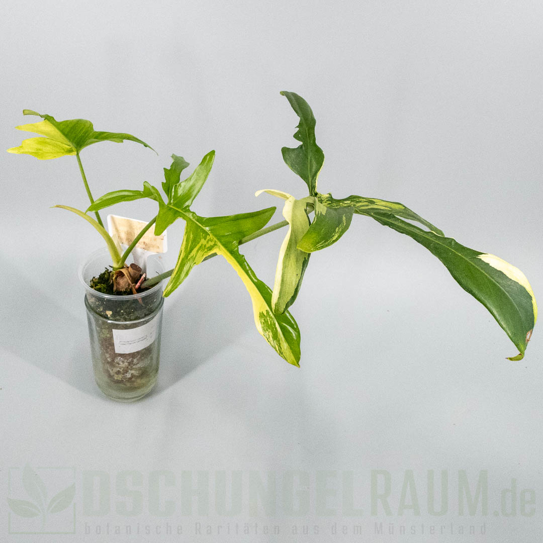 Philodendron pedatum Glad Hands variegata