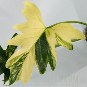Thaumatophyllum williamsii aurea variegata
