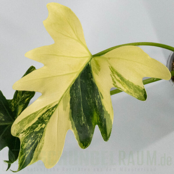 Thaumatophyllum williamsii aurea variegata