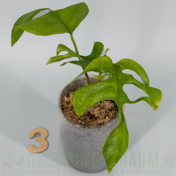 Neuheit: Rhaphidophora tetrasperma Fire Flame, äußerst selten #02 – Bild 5