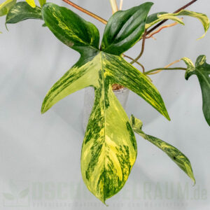 Philodendron Florida Beauty variegata