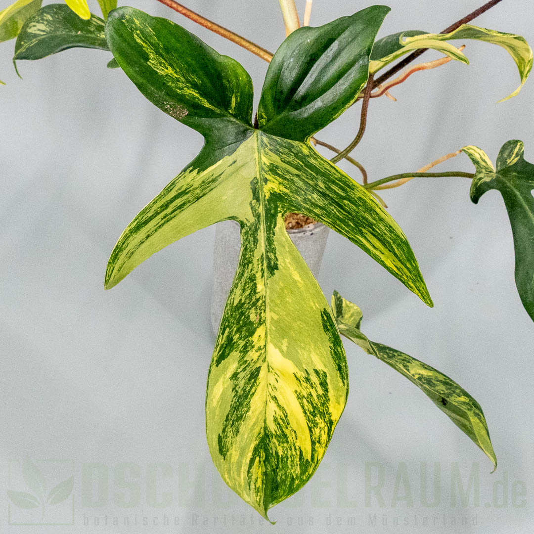 Philodendron Florida Beauty variegata, XL, highest grade #05