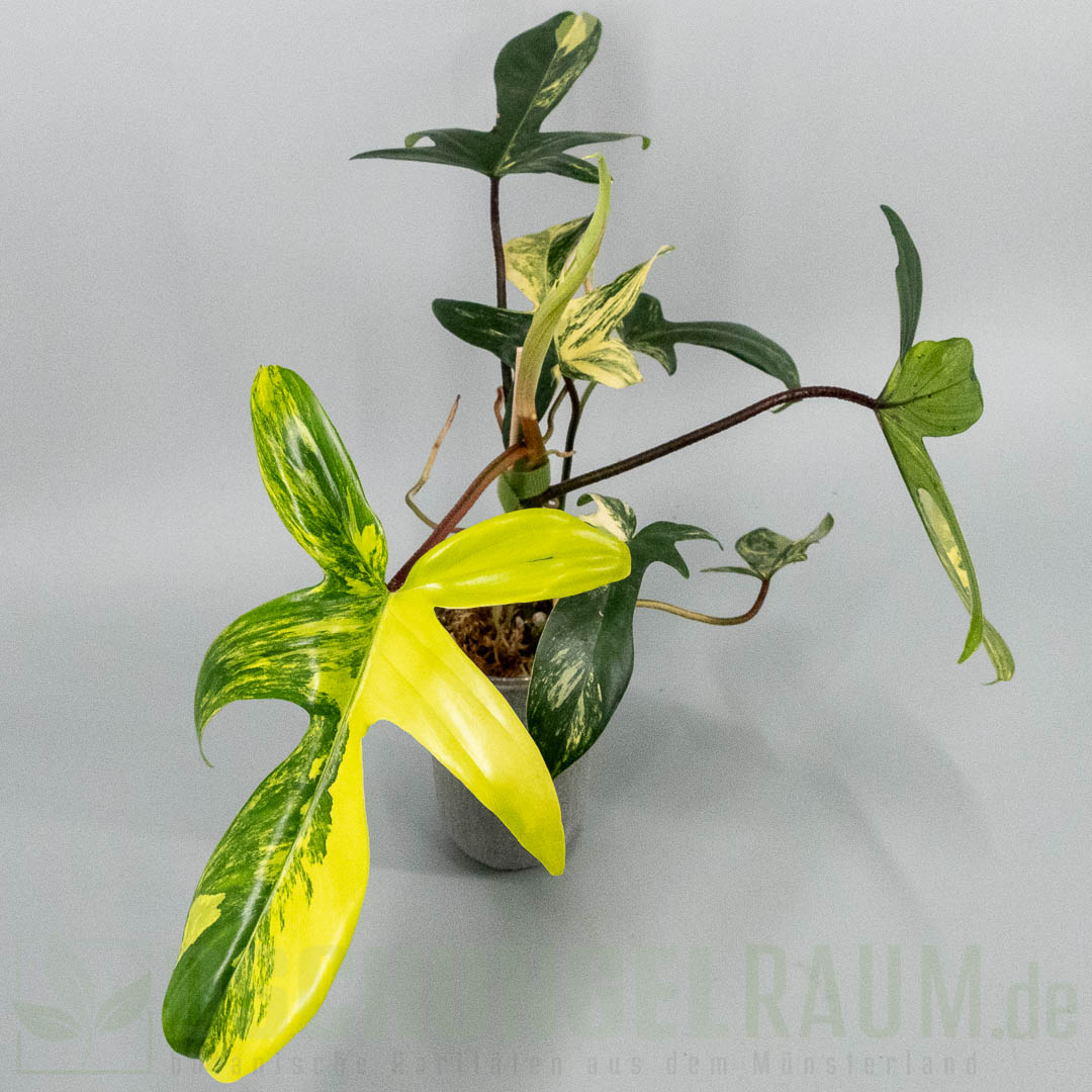 Philodendron Florida Beauty variegata