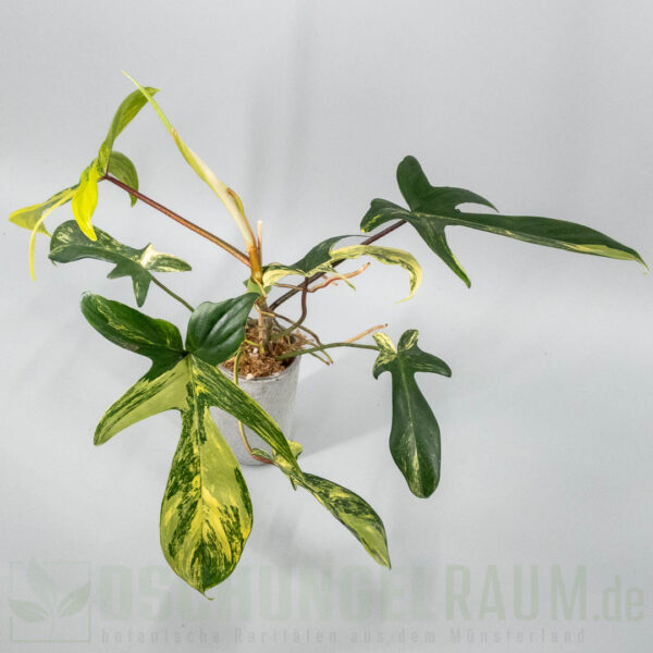Philodendron Florida Beauty variegata