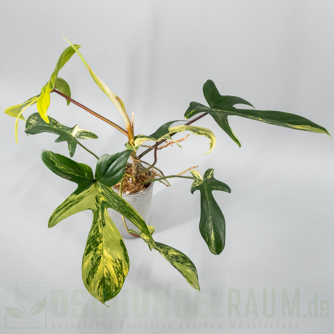 Philodendron Florida Beauty variegata