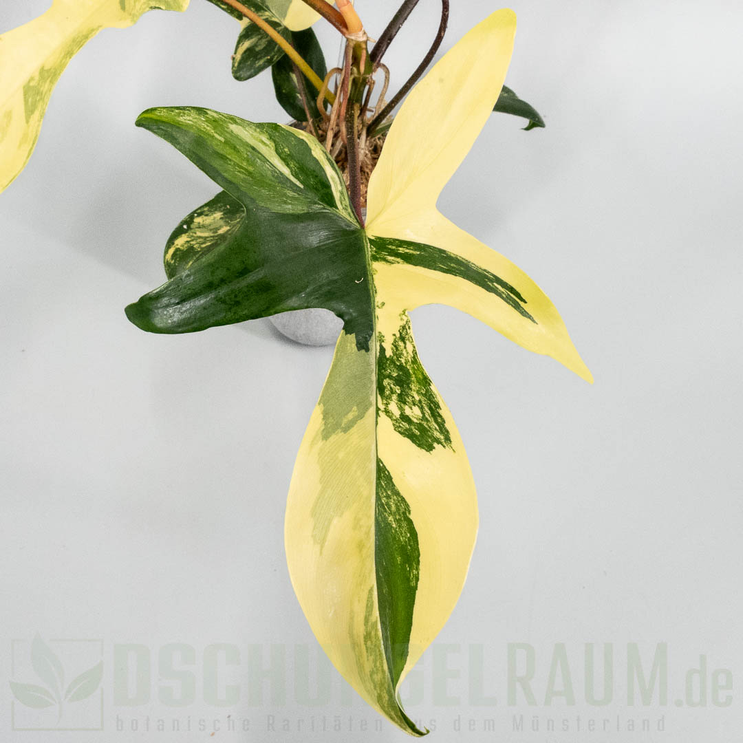 Philodendron Florida Beauty variegata, XL, high grade #06