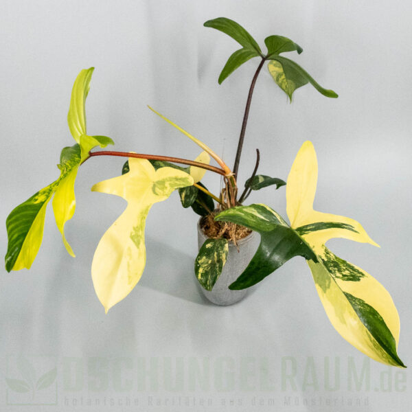 Philodendron Florida Beauty variegata