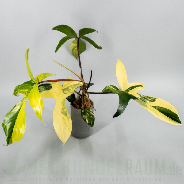 Philodendron Florida Beauty variegata