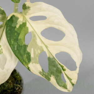 Monstera adansonii archipelago tricolor