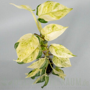 Epipremnum aureum asaoka japan global tricolor