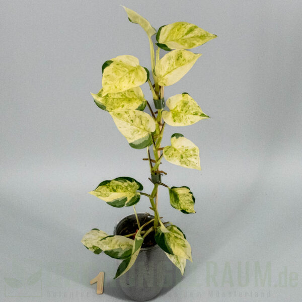 Epipremnum aureum asaoka japan global tricolor
