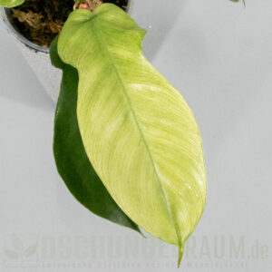 Philodendron squamiferum mint variegata