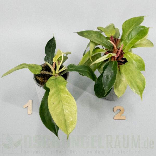 Philodendron squamiferum mint variegata