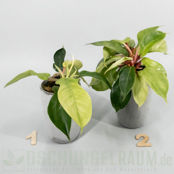 Philodendron squamiferum mint variegata