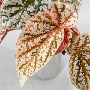 Begonia snowcap pink variegata