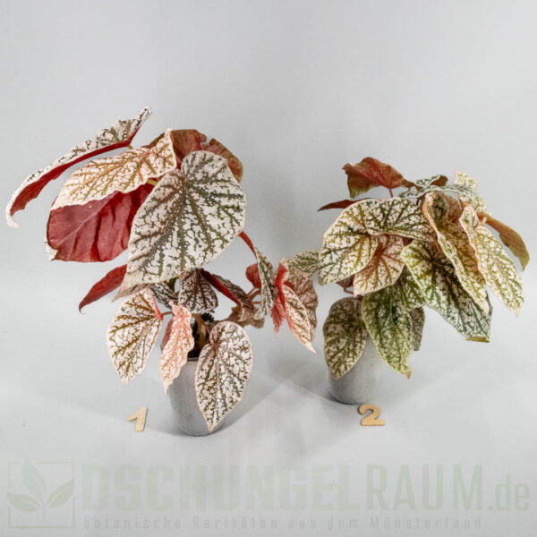 Begonia snowcap pink variegata