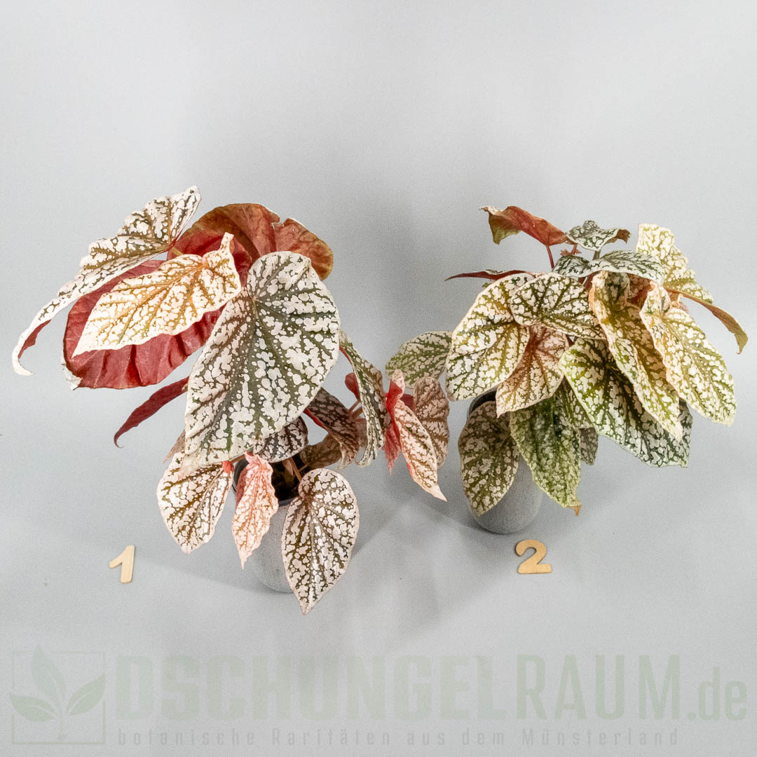 Begonia snowcap pink variegata