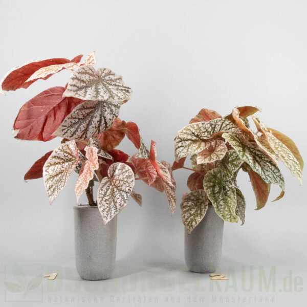 Begonia snowcap pink variegata